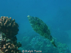 Scrawled Filefish posing by coral head. by Ralph Turre 